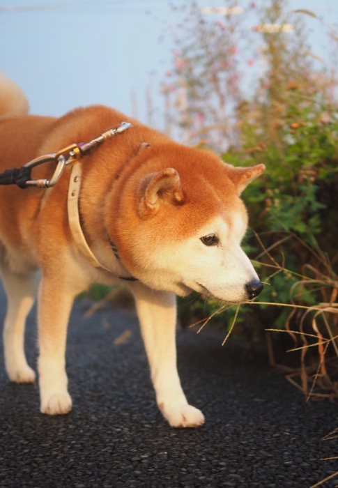 9日夕用10