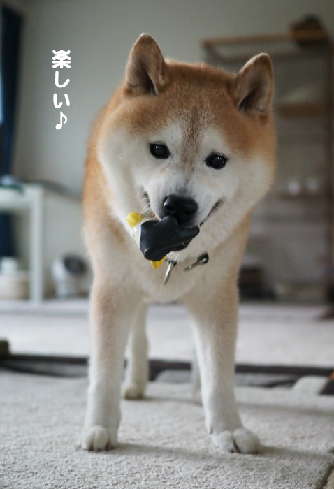 20日夕ブログ７