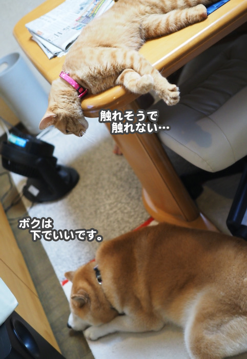 9日夕ブログ２