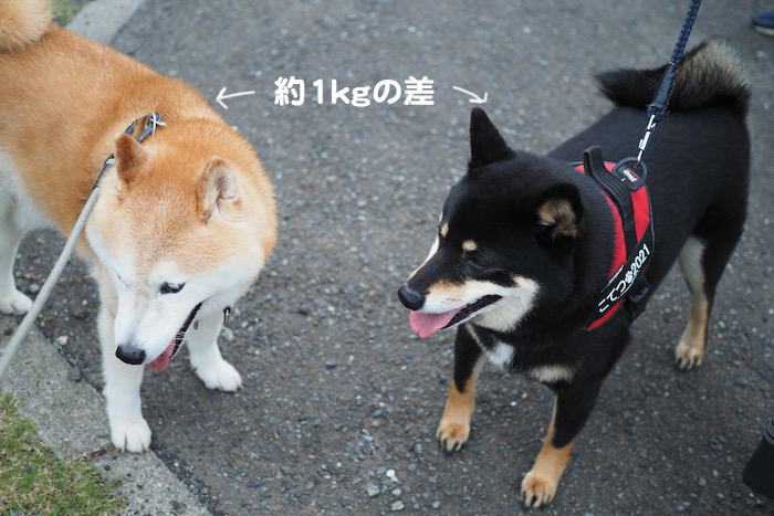 23日夕ブログ4