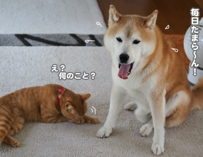20日夕ブログ７