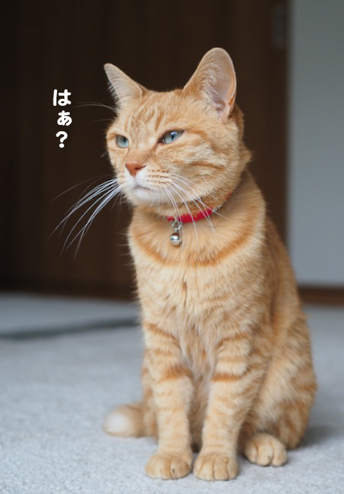 12日夕ブログ１３