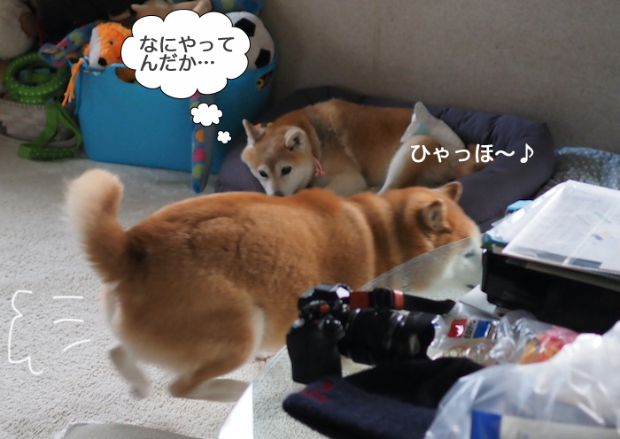 6日夕ブログ６