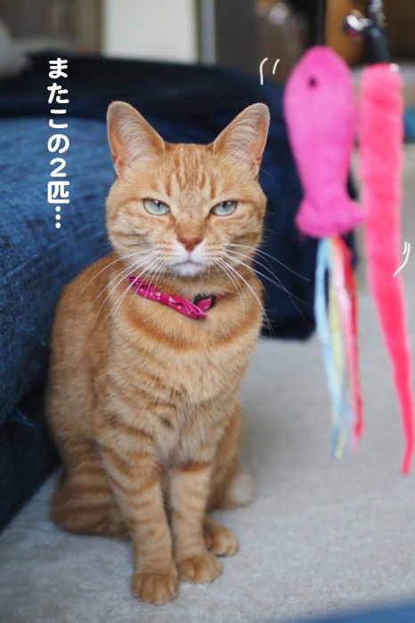 11日夕ブログ３