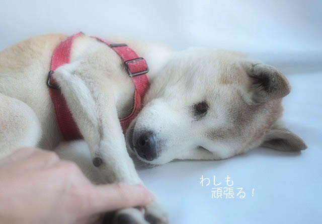 3日ブログ9
