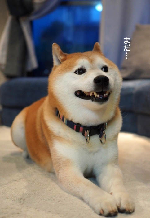 20日夜ブログ４