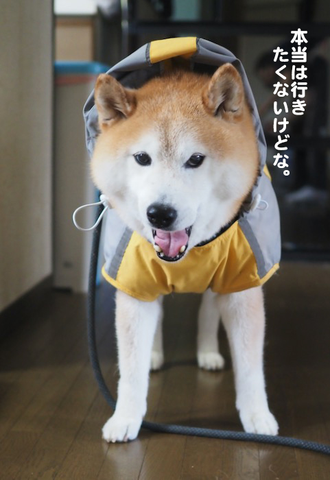 12日夕ブログ4