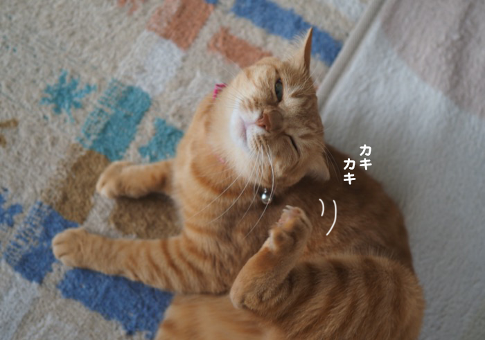 8日夕ブログ２
