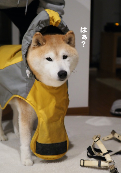 30日ブログ２