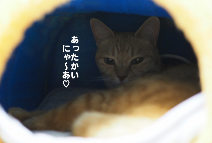 21日夕ブログ５