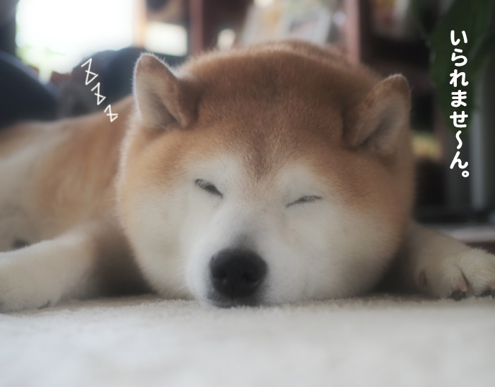 9日夕ブログ９
