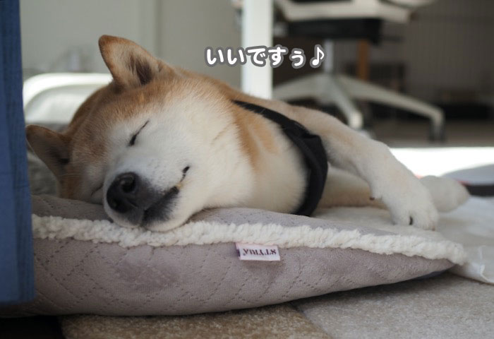 26日夕ブログ１３