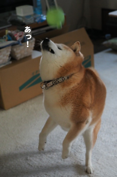 6日夜ブログ3