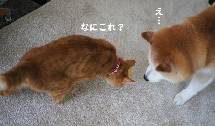 28日夕ブログ５