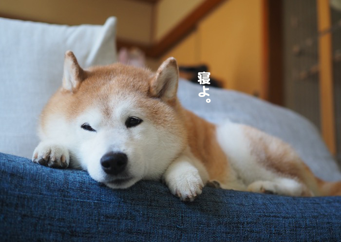 21日夕ブログ３