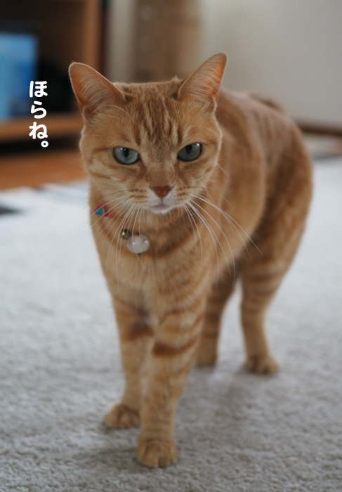 6日夕ブログ９