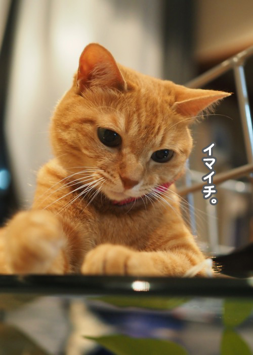 9日夕ブログ７