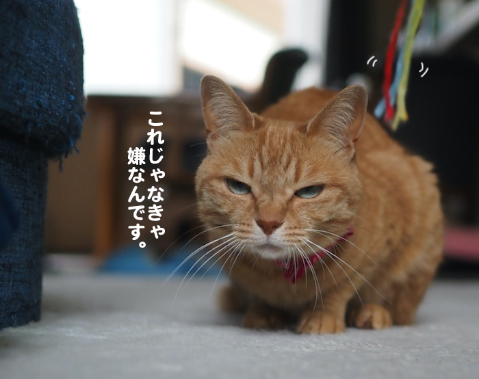 31日夕ブログ6