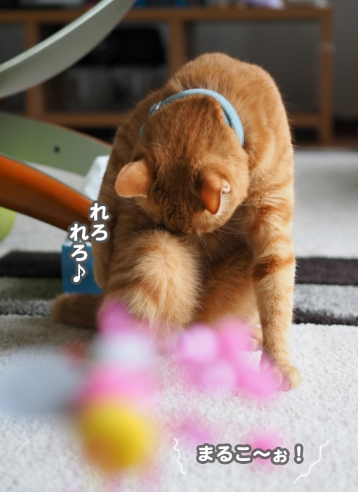 27日夕ブログ７