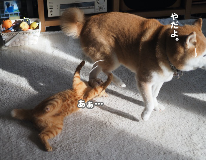 24日夕ブログ５