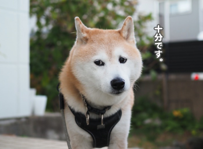 26日夕ブログ４