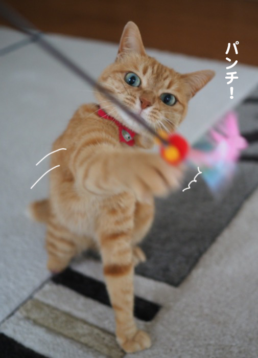 26日夕ブログ５