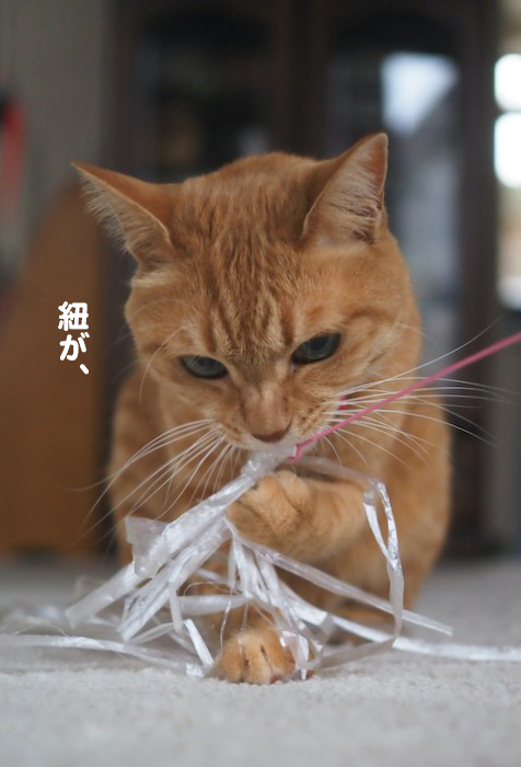 17日夕ブログ５