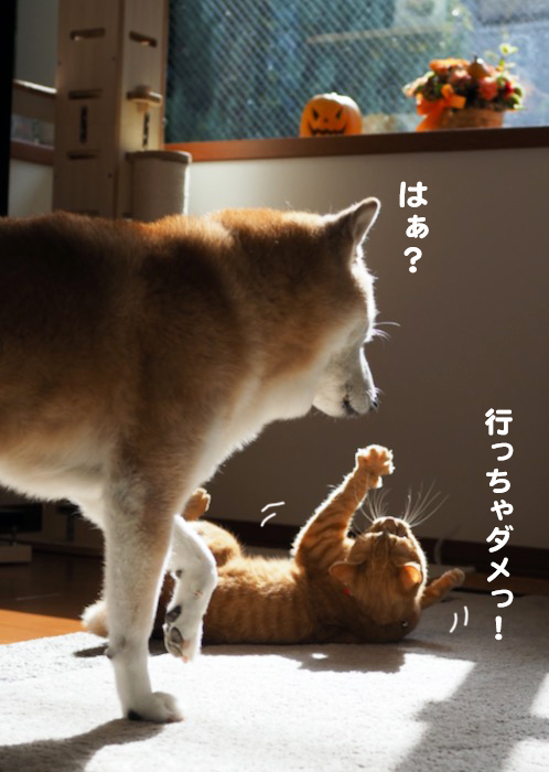 28日夕ブログ5