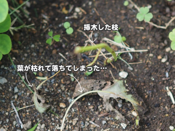 8日夕ブログ２０