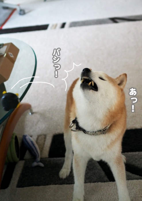 26日夕ブログ４