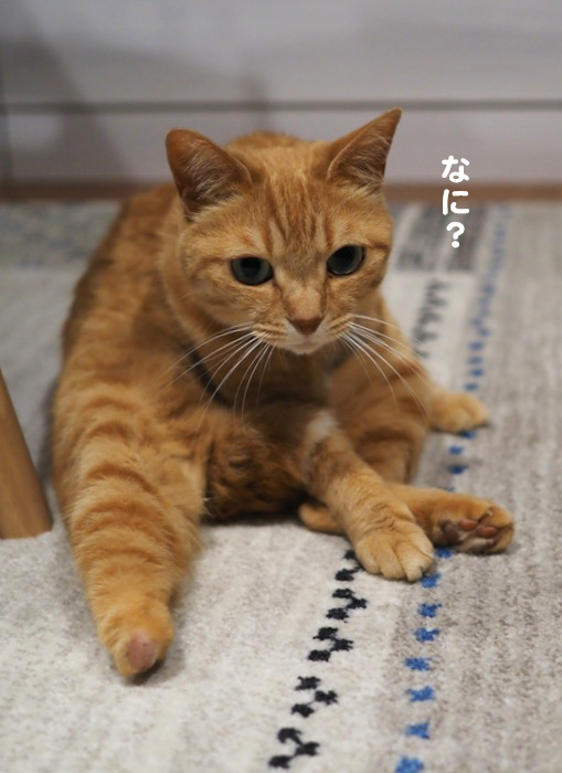 30日ブログ３