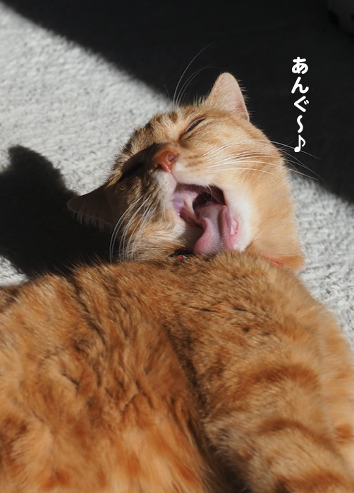 7日夜ブログ7