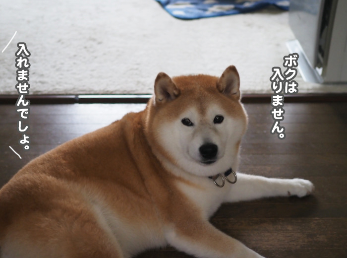 4日夕ブログ４