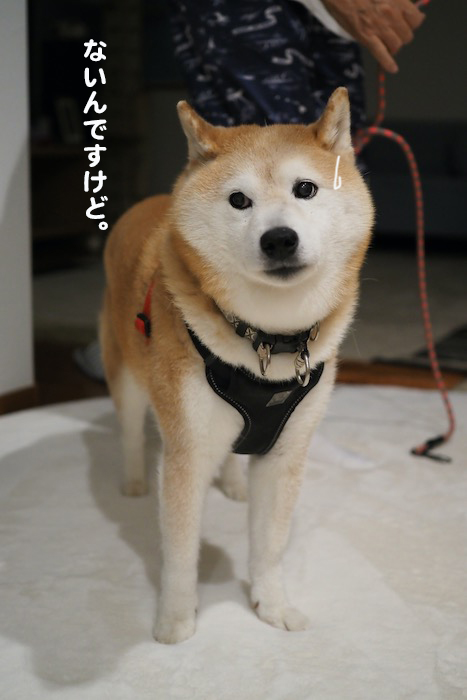 27日夕ブログ４