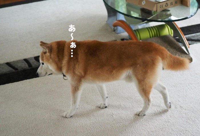 11日ブログ１５