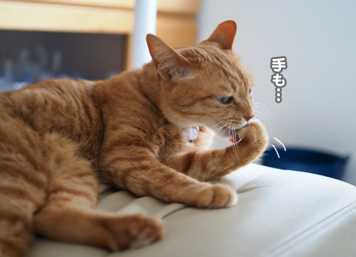 9日夕ブログ５