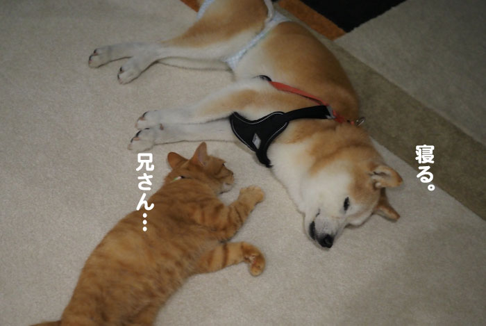 3日夕ブログ４