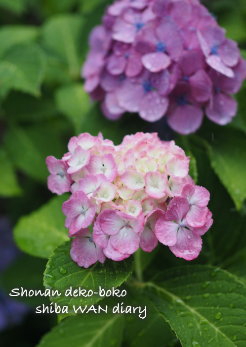 21日夕ブログ1