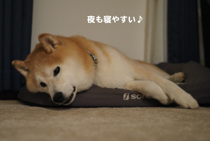26日夕ブログ５