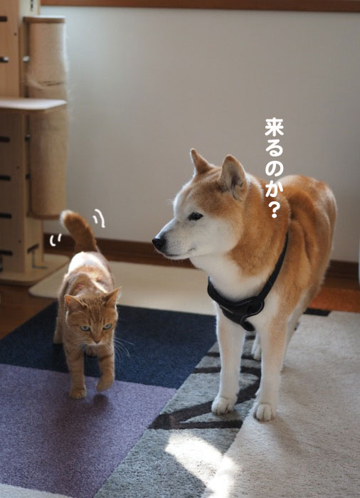 8日夕ブログ４