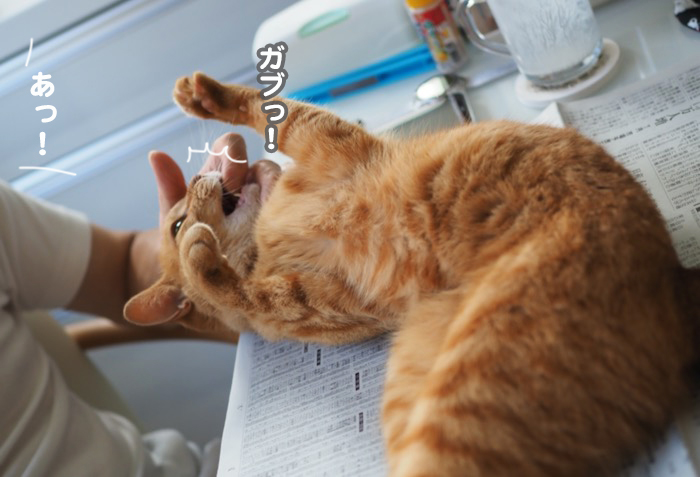 3日夕ブログ４