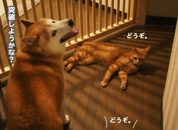 30日夕ブログ４