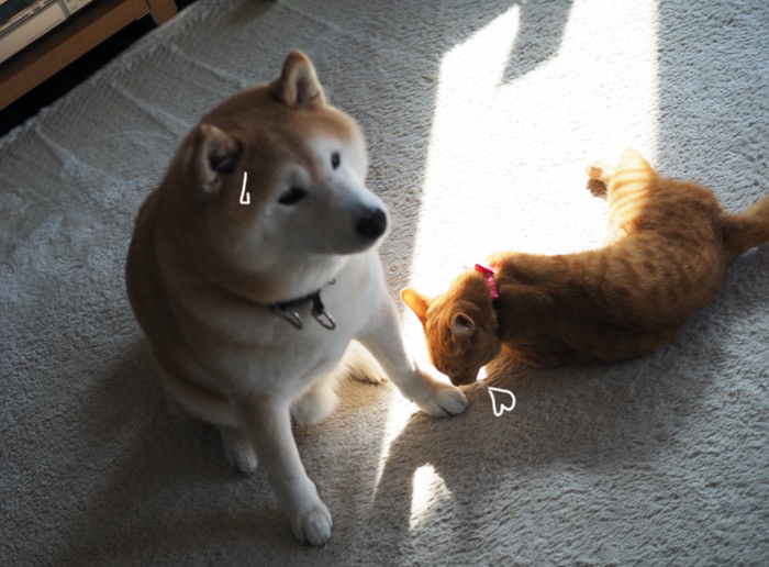 17日夕ブログ７