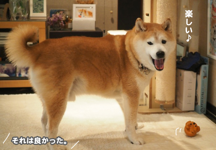 12日夕用８