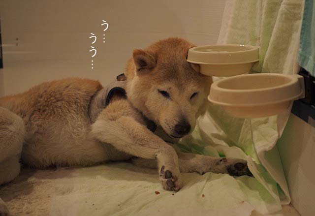17日ブログ4