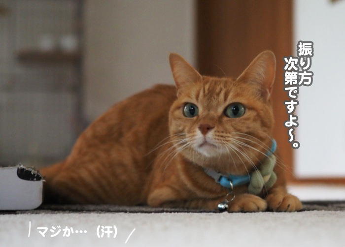 9日夕ブログ８