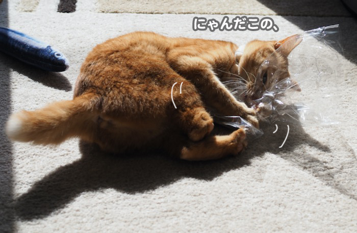 22日夕ブログ２