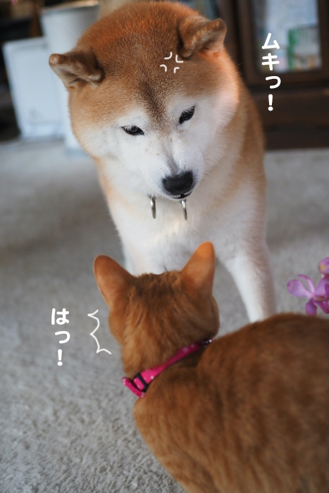 12日夕ブログ６