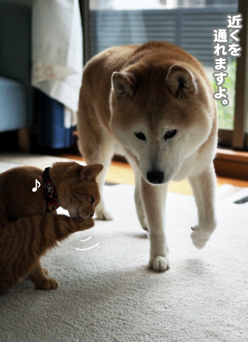 26日夕ブログ６