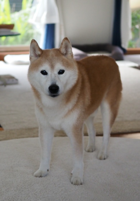 6日ブログ７